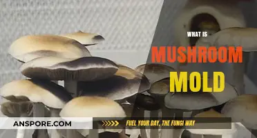 Mushroom Mold: What It Is and How to Prevent It