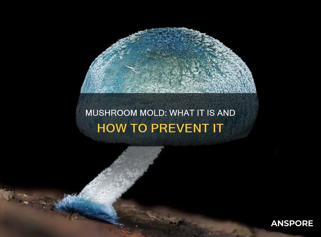 what is mushroom mold