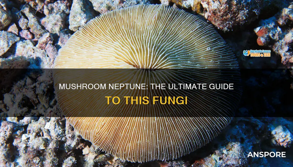 what is mushroom neptune