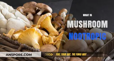 Mushroom Nootropics: Enhancing Brain Power with Fungi