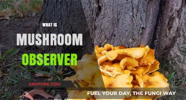 Mushroom Observer: A Community for Fungi Enthusiasts