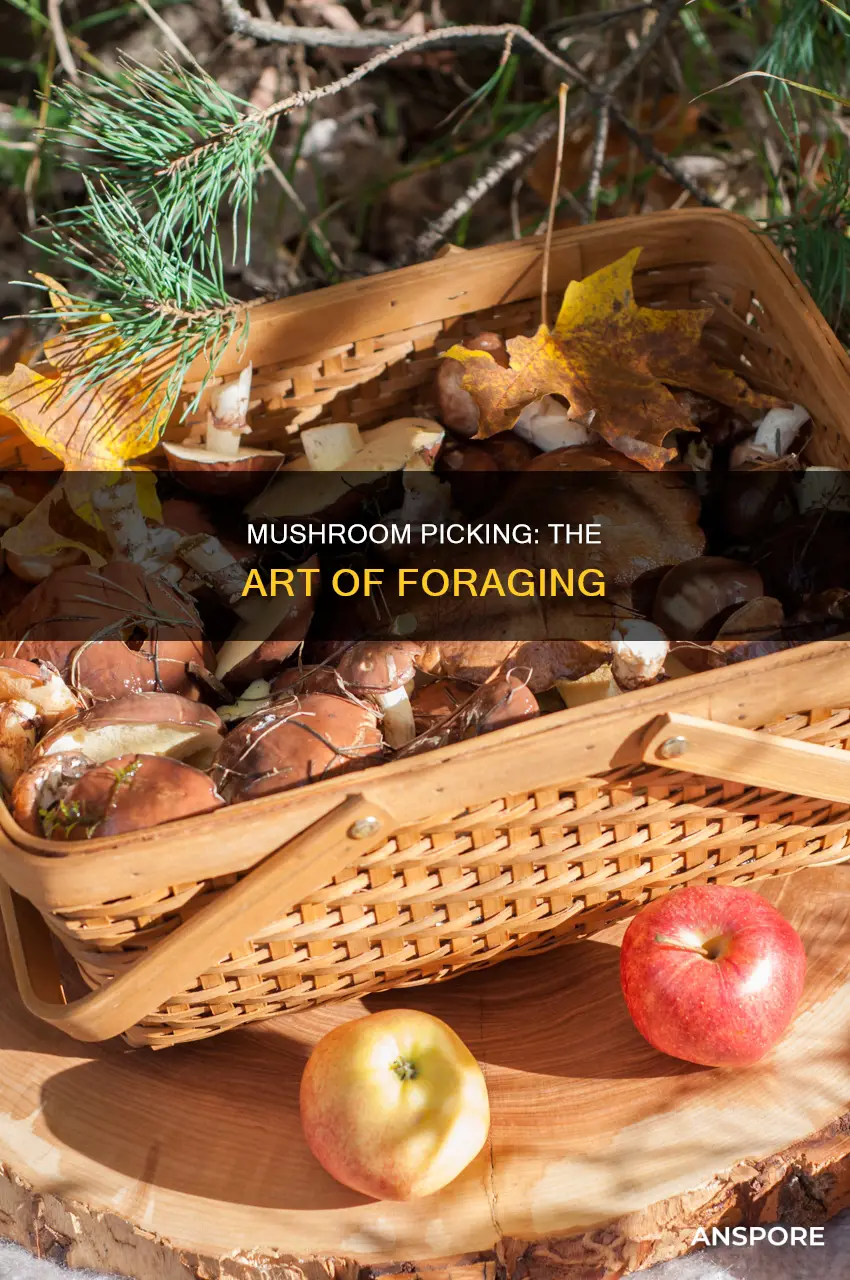 what is mushroom picking called