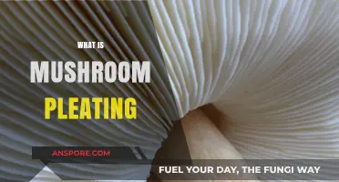 The Intricate Art of Mushroom Pleating