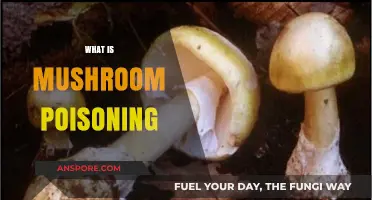 Understanding Mushroom Poisoning: Symptoms, Risks, and Prevention Tips