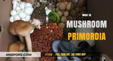 Mushroom Primordia: The First Step of Growth