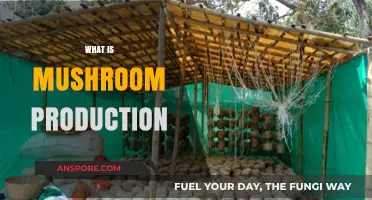 Mushroom Production: A Comprehensive Guide to Cultivation