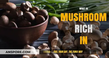 Mushrooms: Nutrition Powerhouses for Your Daily Diet