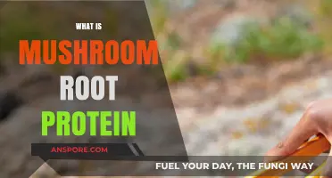 Mushroom Root Protein: The Future of Nutrition?