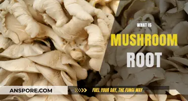 Mushroom Root: Nature's Secret Superpower