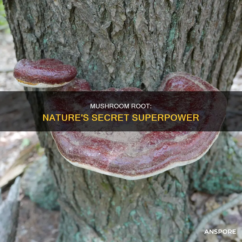 what is mushroom root