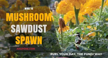 Mushroom Sawdust Spawn: An Effective Growing Technique