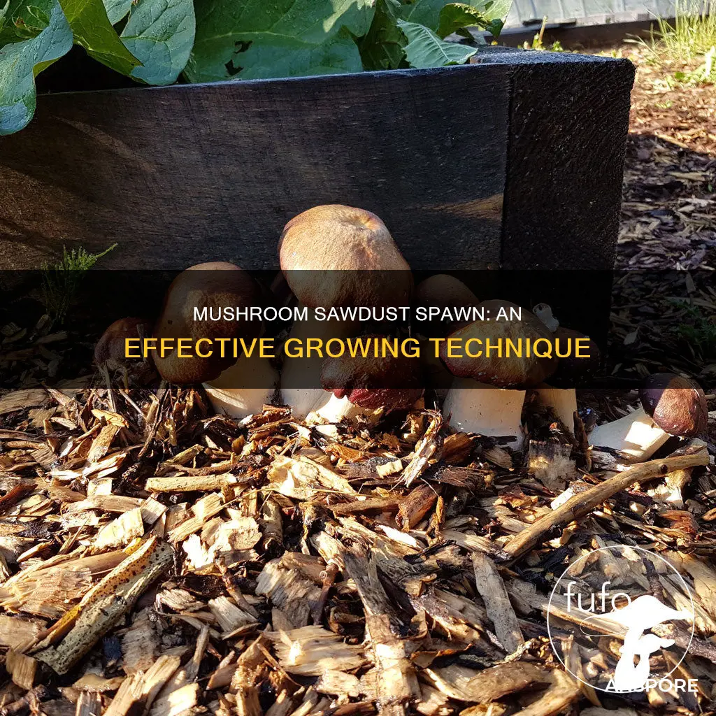 what is mushroom sawdust spawn