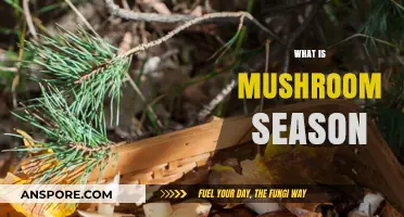 Mushroom Season: Nature's Magical Bounty