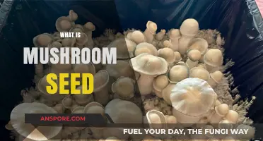 Mushroom Seeds: What Are They?