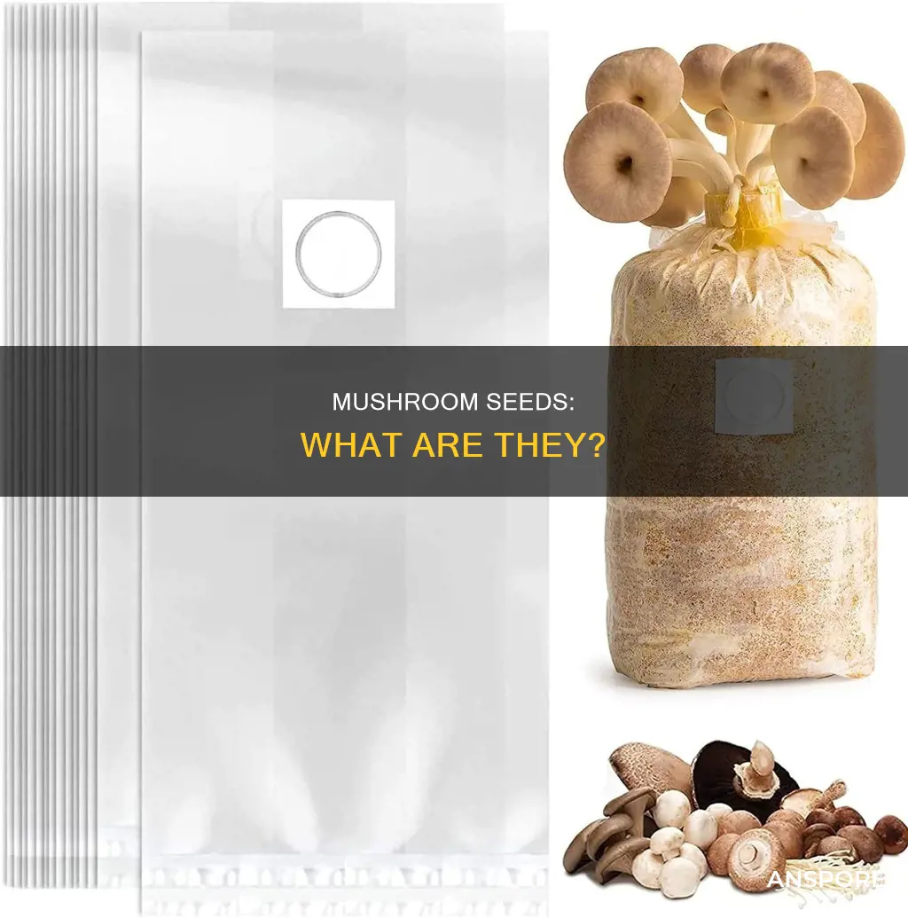 what is mushroom seed