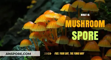 Mushroom Spore: Nature's Magic Dust