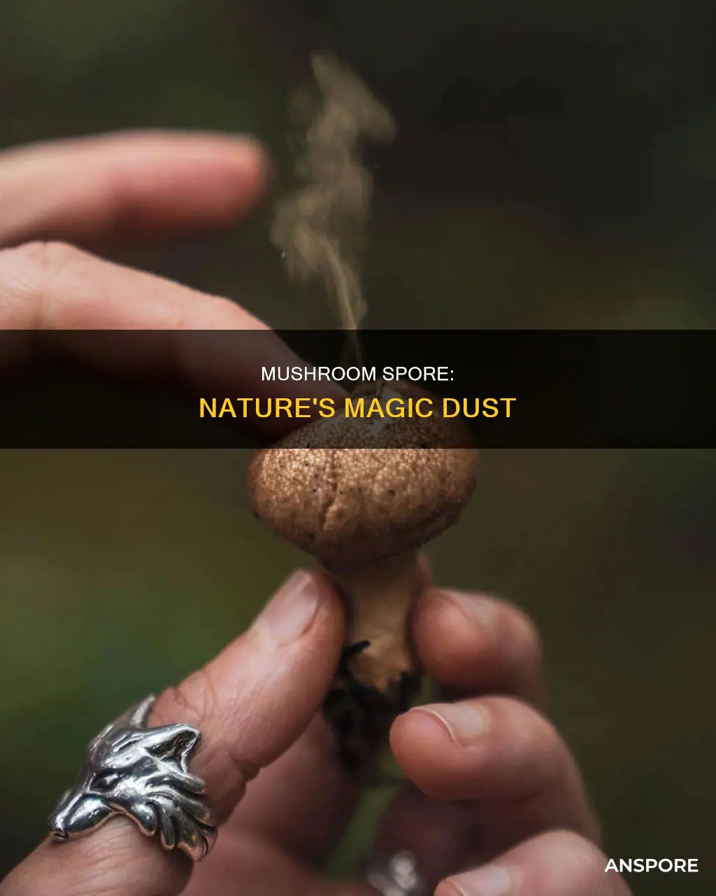 what is mushroom spore