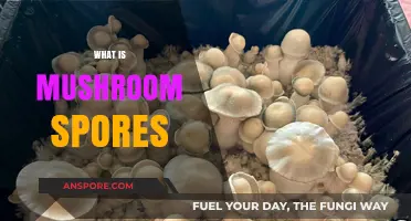 Mushroom Spores: Nature's Magical Microscopic Seeds