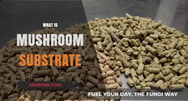 Mushroom Substrate: What Do Mushrooms Eat?