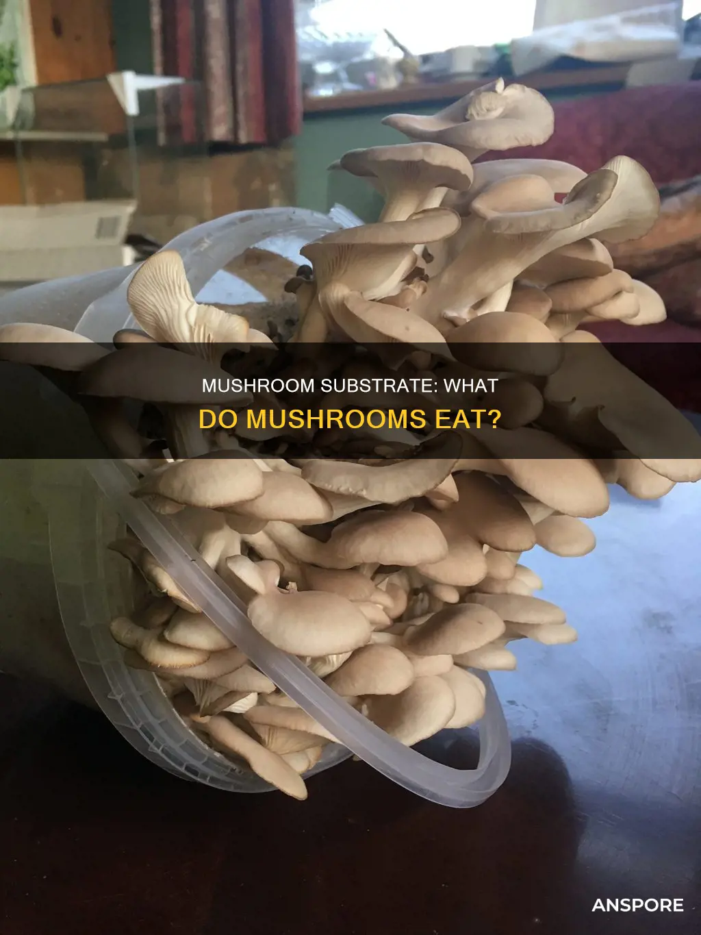 what is mushroom substrate
