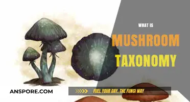 Mushroom Taxonomy: Understanding Fungi Classification