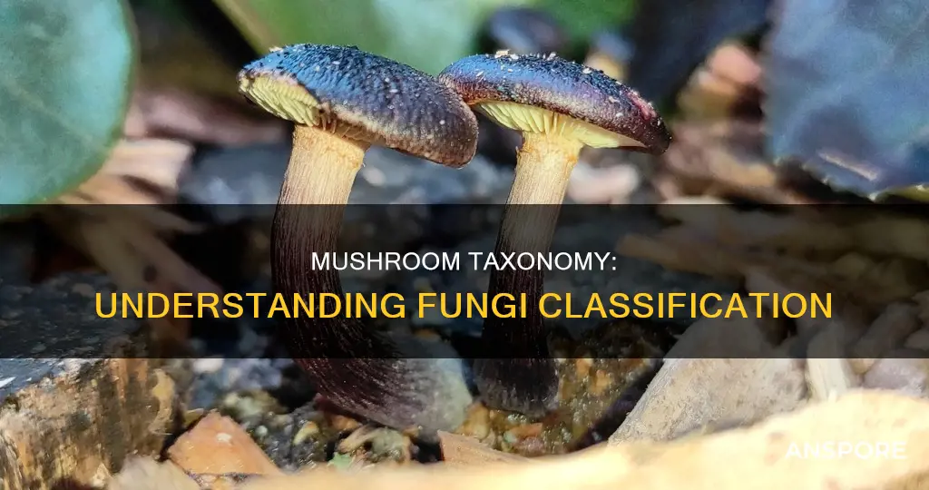 what is mushroom taxonomy