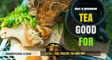 Mushroom Tea Benefits: Boosting Health, Immunity, and Wellness Naturally