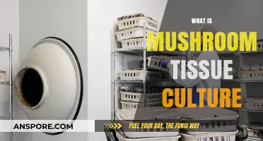 Mushroom Tissue Culture: Growing Fungi from Cells