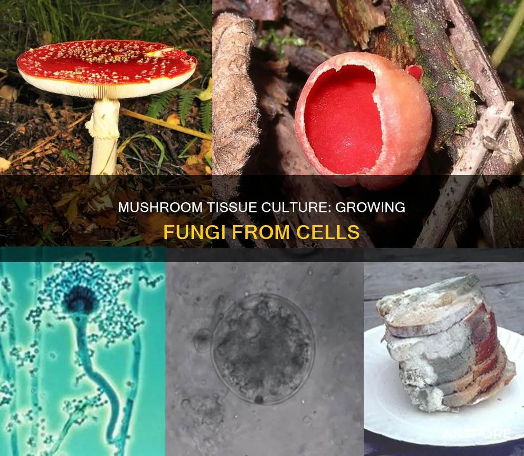 what is mushroom tissue culture
