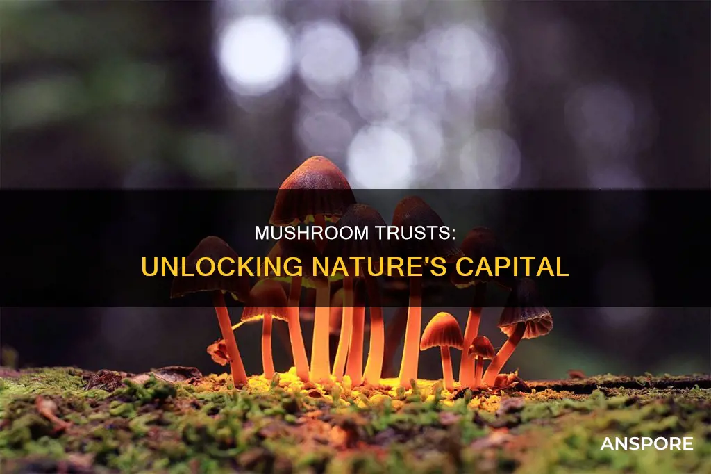 what is mushroom trusts
