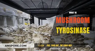 Mushroom Tyrosinase: Understanding the Enzyme's Power