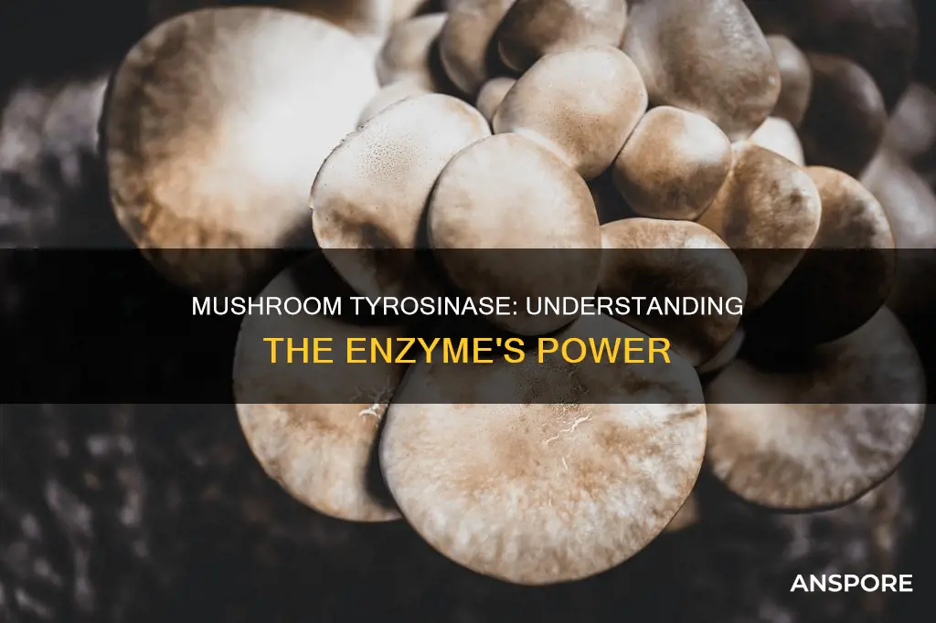 what is mushroom tyrosinase