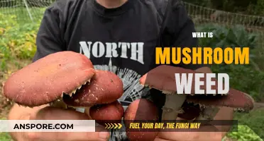 Mushroom Weed: Nature's Magical Blend