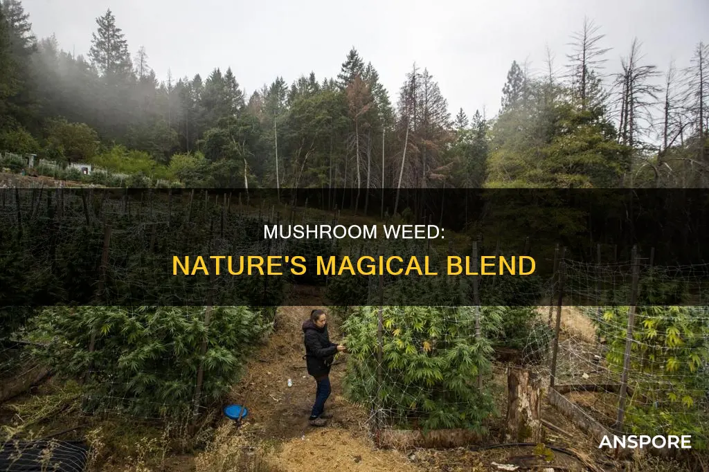 what is mushroom weed