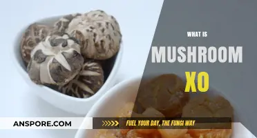 Mushroom XO: The Ultimate Umami Flavor