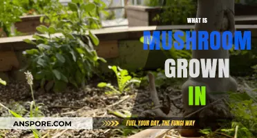 Mushroom Cultivation: Understanding the Growing Medium