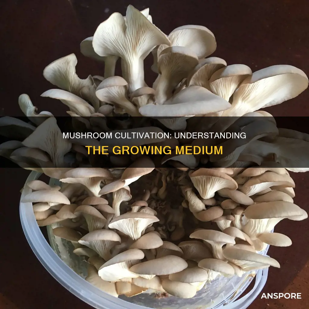 what is mushrooms grown in