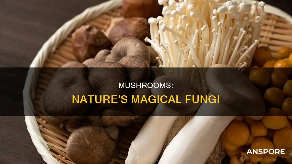 what is mushrooms