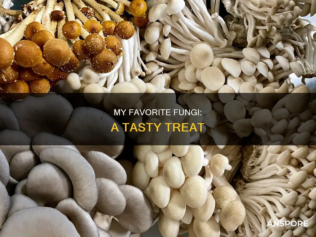 what is my favorite mushroom