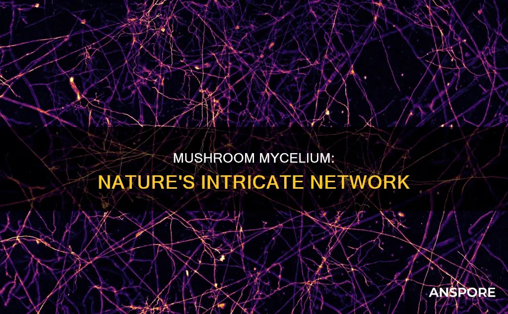 what is mycelium in mushroom