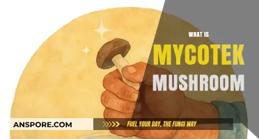 Mycotek Mushrooms: Ancient Superfood, Modern Medicine