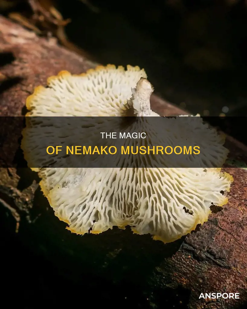 what is nemako mushrooms