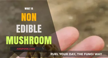 Exploring Non-Edible Mushrooms: Types, Risks, and Identification Tips