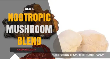 Mushroom Nootropics: A Natural Brain Boost Blend