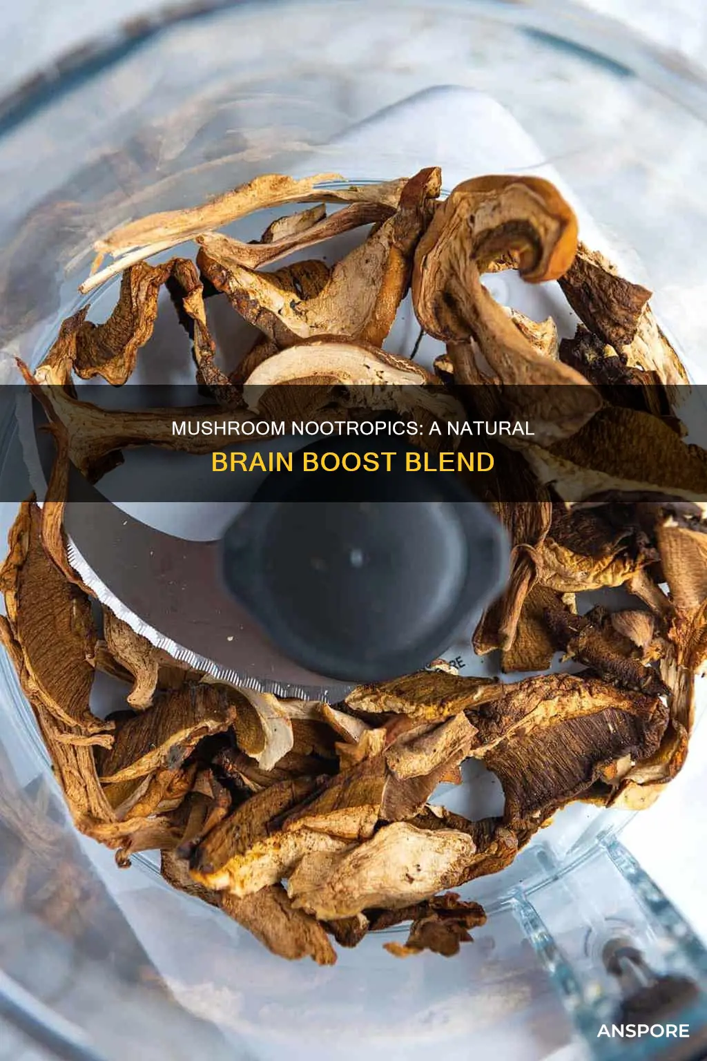 what is nootropic mushroom blend