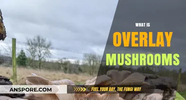 The Ultimate Guide to Overlay Mushrooms