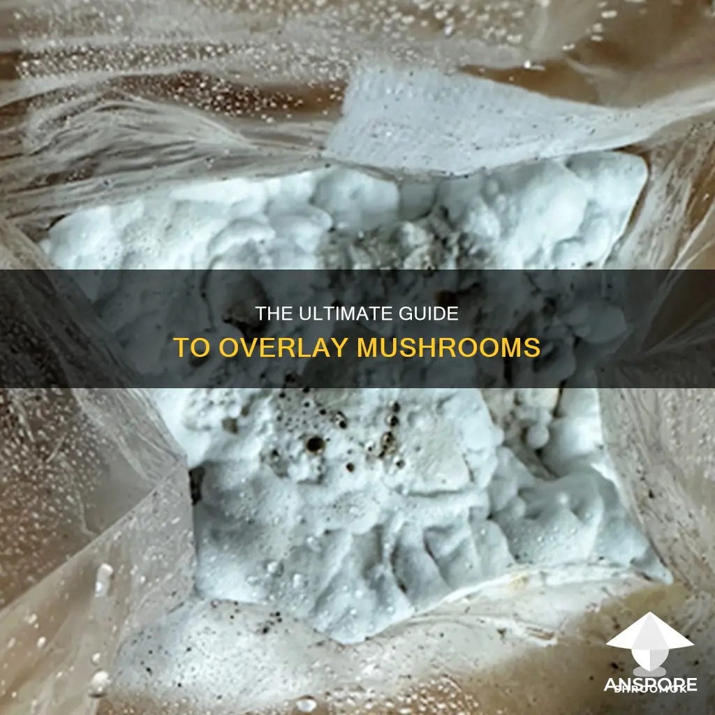 what is overlay mushrooms