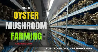 Oyster Mushroom Farming: A Beginner's Guide