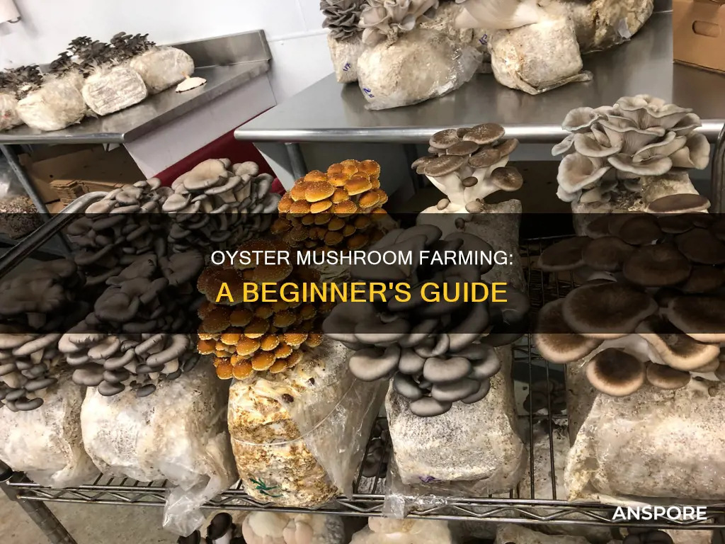 what is oyster mushroom farming