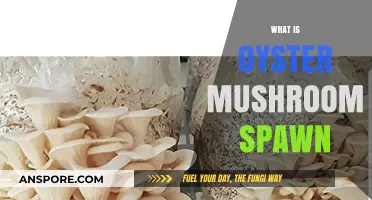 Oyster Mushroom Spawn: Understanding the Basics